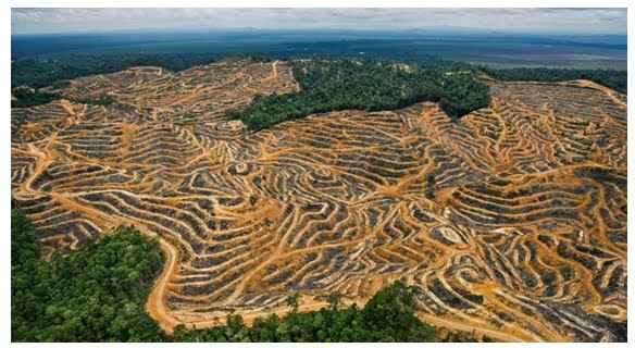 Mais de 19% da floresta brasileira já foi perdida