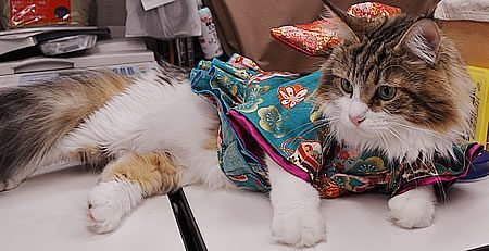 Gatos vestem quimono no Japão/ Imagem: Reprodução/ RocketNews24