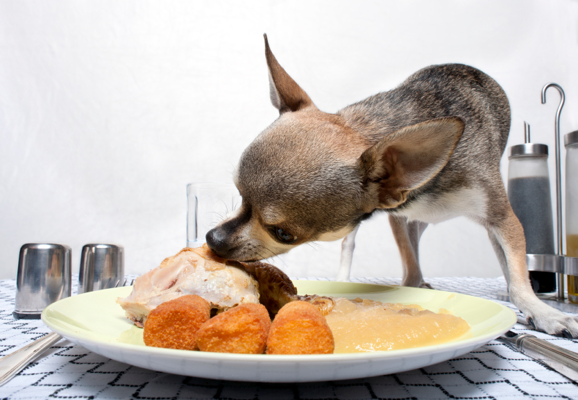 O cachorro não aceita comidas daqueles que não ajudaram os seus donos