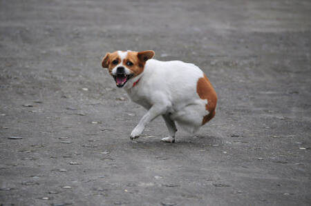 Sem uma perna, cachorra conseguiu um novo dono