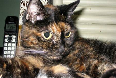 A gata Tiffany Two. Foto: Ecorazzi