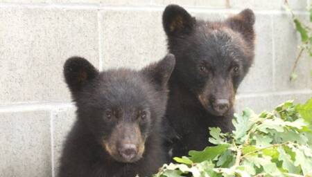 Fiscal se recusou a abater dois filhotes de urso