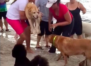 Cadela foi salva após procedimento de respiração boca a boca