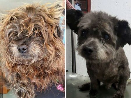 Chester, o cão antes e depois de ser adotado