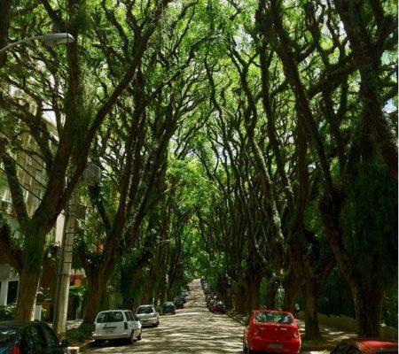 Em regiões urbanas arborizadas, índice de doenças cardíacas diminuiu segundo a pesquisa