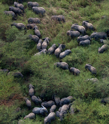 Humanos também morreram durante caça a elefantes