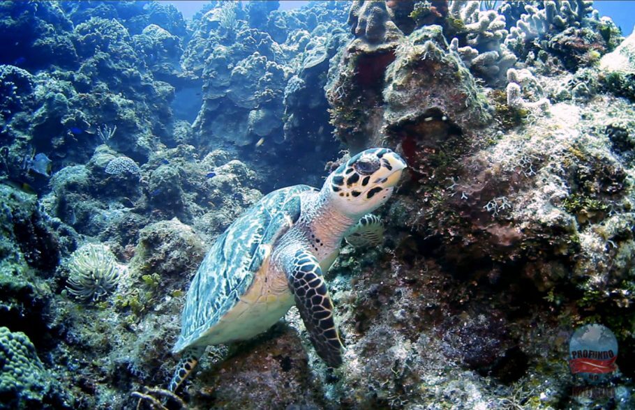 Tartaruga Marinha em seu habitat natural, em Cozumel, no México.