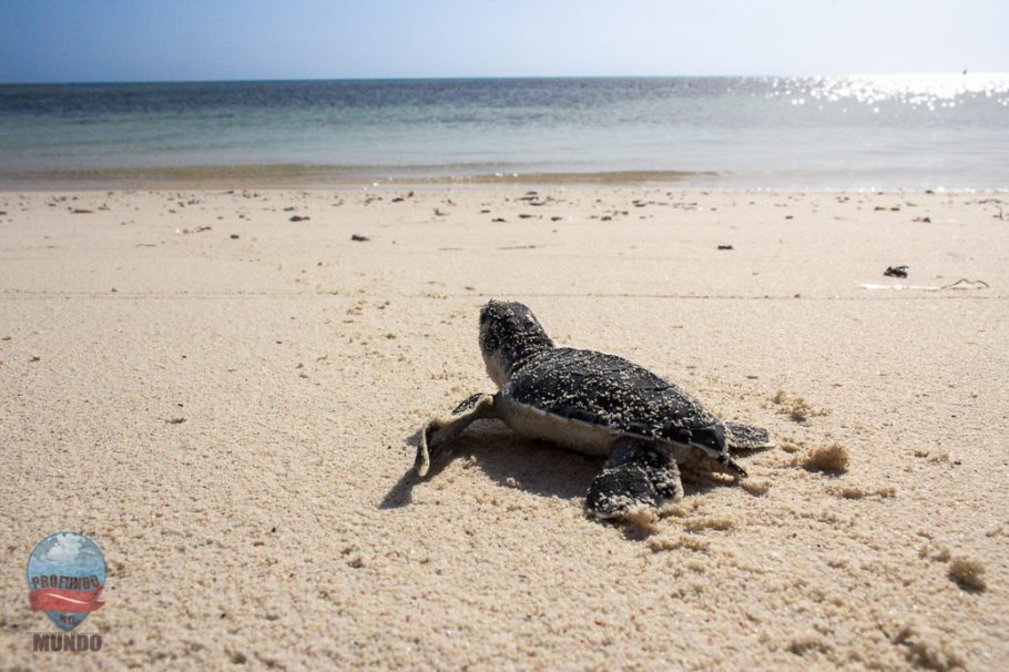 Tartaruga bebê vai ao encontro do mar pela primeira vez.