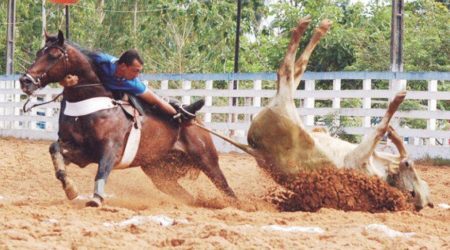 A prática cruel é condenada por diversas entidades de defesa dos animais