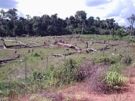 Só em Mato Grosso foram 1.036 km2 desmatados