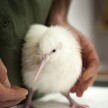 A característica ausência completa ou parcial o pigmento na pele, unhas, cabelos e olhos resultam muitas vezes em belezas exóticas (Imagem: Reprodução/Buzz Feed)