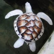A característica ausência completa ou parcial o pigmento na pele, unhas, cabelos e olhos resultam muitas vezes em belezas exóticas (Imagem: Reprodução/Buzz Feed)