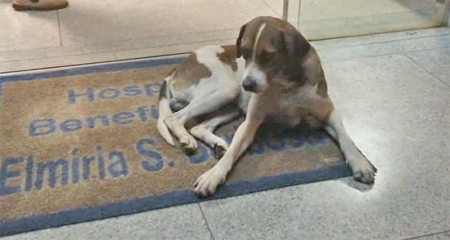 Cachorro esperou sua dona por oito dias