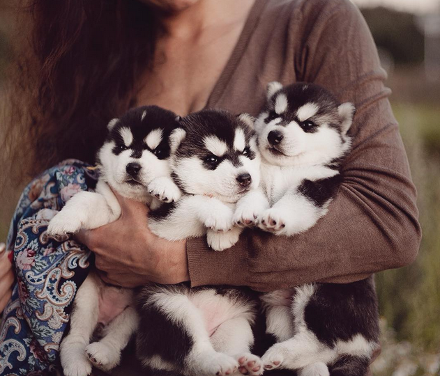 Fotógrafa registra cães da raça husky siberiano