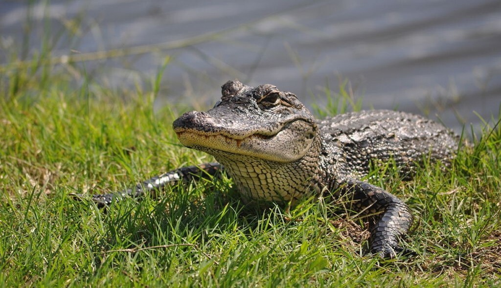 Cineasta relatou crueldade com animais