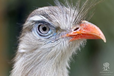 A seriema é uma ave típica do Cerrado brasileiro. Pode chegar até 90 centímetros de comprimento
