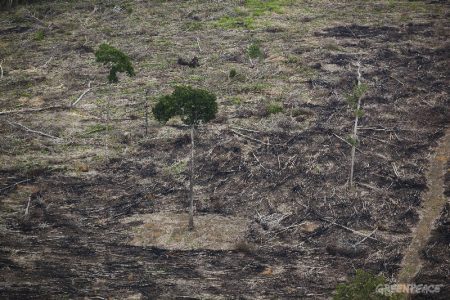 Todos os dias, a Amazônia perde aproximadamente 3 milhões de árvores ceifadas pela ganância do homem: 120 mil por hora, duas mil por minuto e 34 por segundo