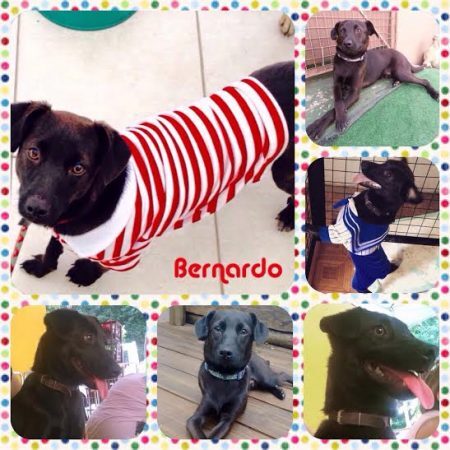 Bernardo é um dos cães disponíveis para adoção em feira que acontece em São Paulo