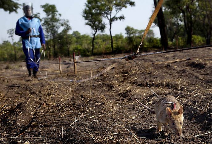 Os ratos detectam as minas terrestres em países subsaarianos