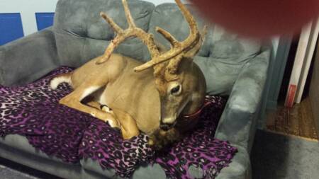 Para salvar a vida do veado de estimação, a família criou uma petição online