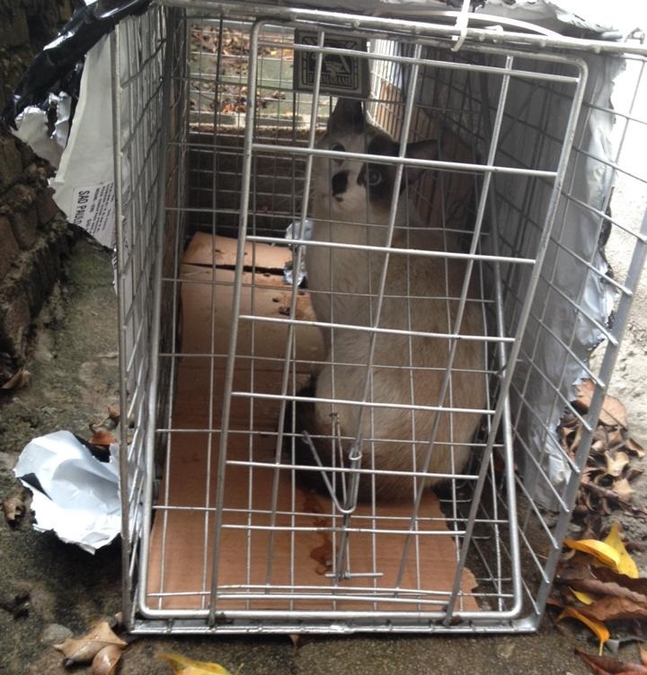 Gatoreira típica para CED