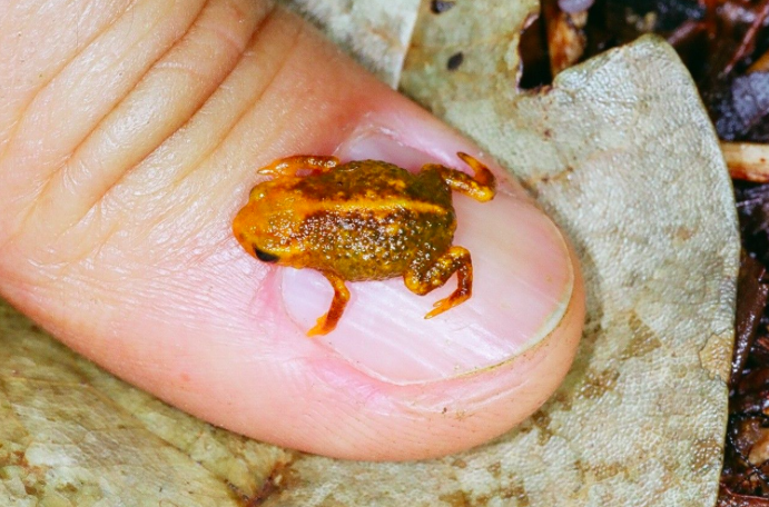 O Tinguá preserva espécies como o sapo pulga, o menor anfíbio do mundo descoberto na reserva