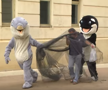 No vídeo, cotidiano das pessoas vira parque de diversão para baleias e golfinhos