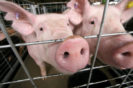 Porcas são forçadas a viver imobilizadas em gaiolas de gestação