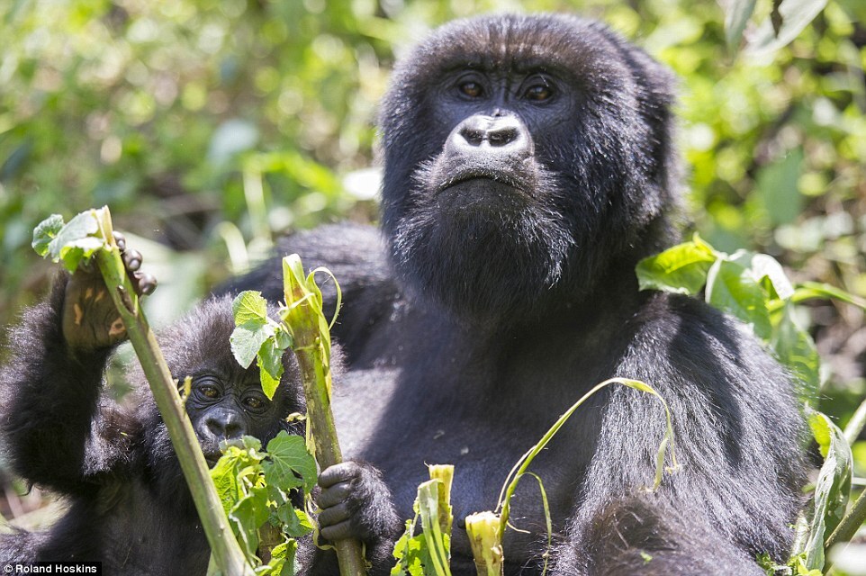 Os gorilas-da-montanha estão ameaçados de extinção