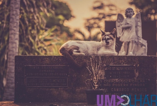 Muitos felinos acabam morando em cemitérios