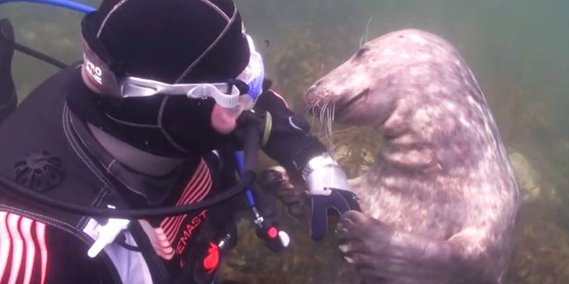 Vídeo mostra foca pedindo carinho a mergulhador