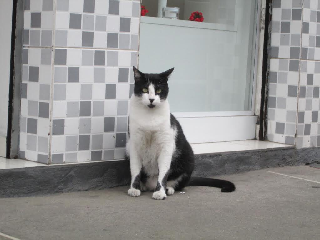 Gato quase foi executado para consumo