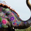Festival do Elefante na Índia - Foto: Istock/RChoi