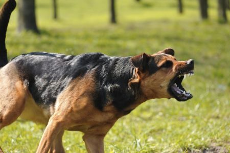 É importante descobrir o que está fazendo com que o cachorro se sinta acuado