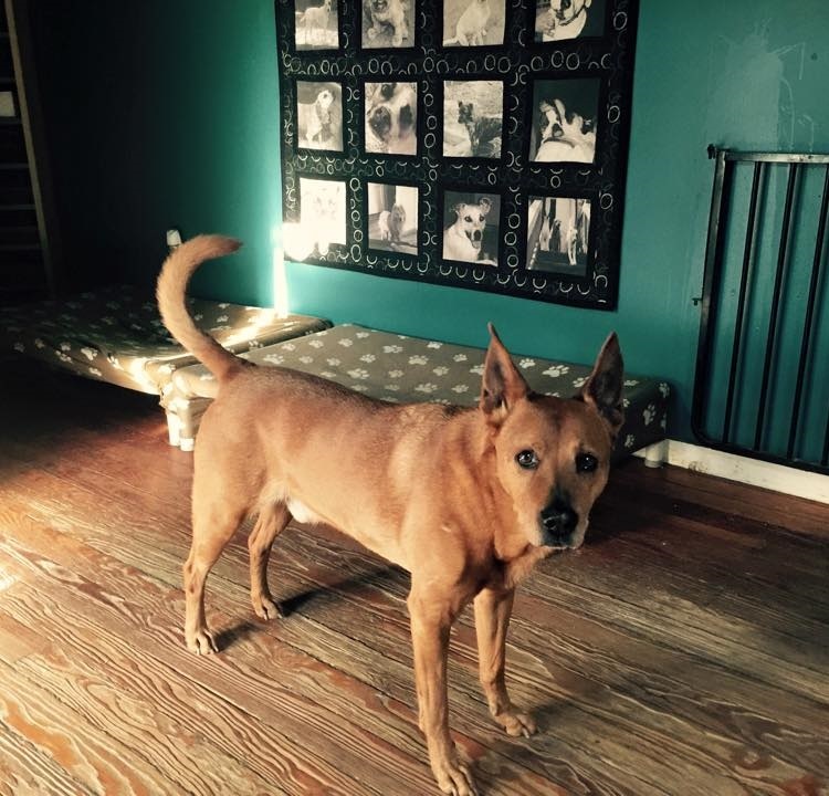 Quentin está há 12 anos vivendo com um protetor de animais