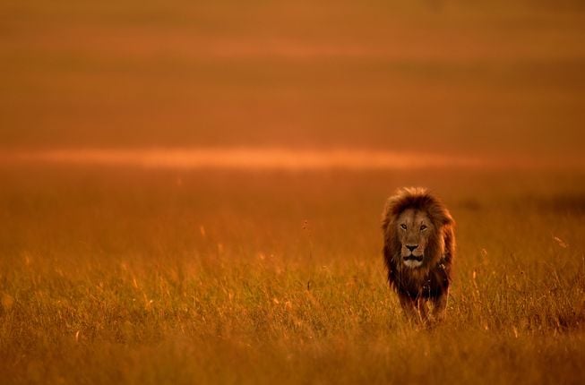 Leões correm sério risco de extinção