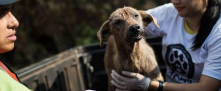 Animais estão sendo resgatados por ativistas em Mariana
