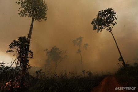 O aumento da perda florestal se concentrou em três Estados: Pará, Mato Grosso e Amazonas