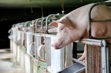 Mais de 1 milhão de porcas parideiras no Brasil são forçadas a passarem suas vidas inteiras trancadas em gaiolas minúsculas para produzirem leitões
