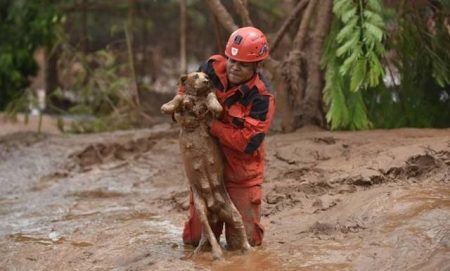 Cerca de 120 animais já foram resgatados desde o rompimento das barragens