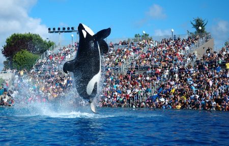 SeaWorld anuncia fim de shows em um de seus onze parques