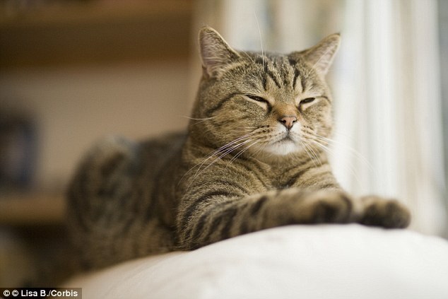 Os gatos vivem cerca de três anos a mais que os cães