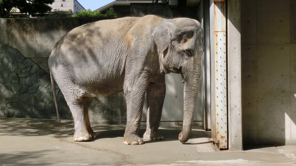 Aos 68 anos de idade, Hanako é o elefante mais velho do Japão.