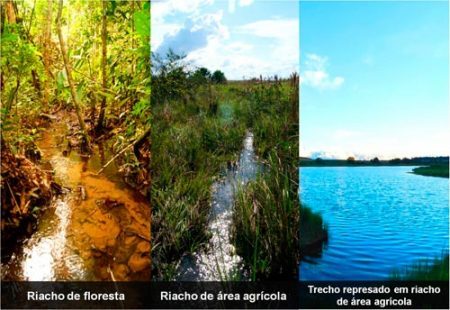 Os cursos d’água avaliados estão nas cabeceiras de rios afluentes que formam o rio Xingu