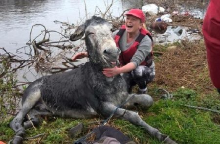 O burro fez sucesso ao sorrir para a foto após ser resgatado