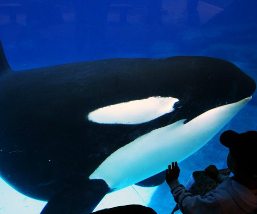 Ex funcionária revela maus tratos às orcas