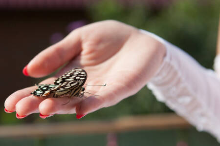 Borboletas são soltas em volta dos noivos no final da cerimônia