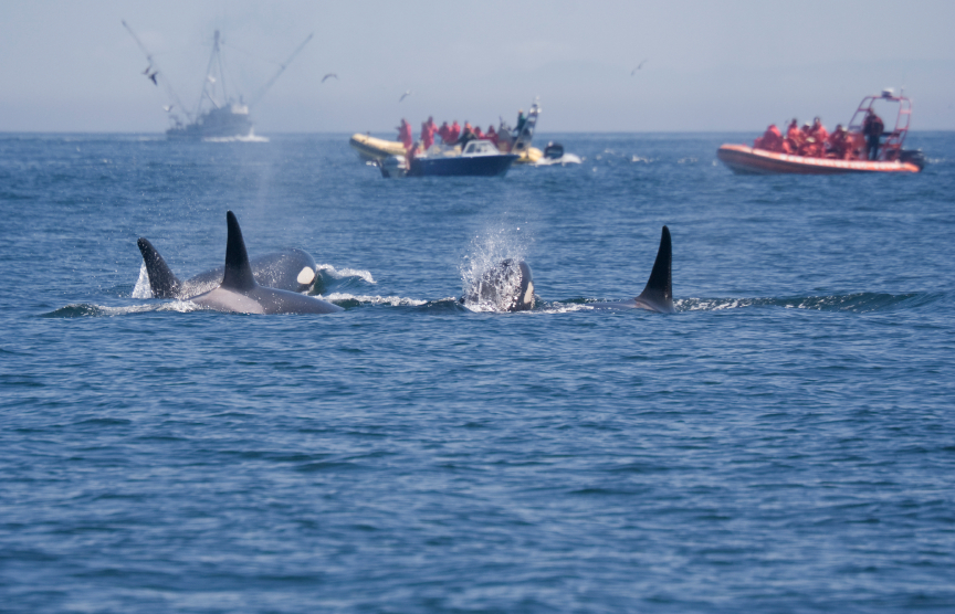 O Tribunal Internacional de Justiça das Nações Unidas acusa o Japão de ter um propósito econômico, com a baleias sendo comercializadas como alimento