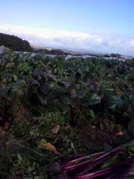 Colhendo vegetais no interior da Inglaterra