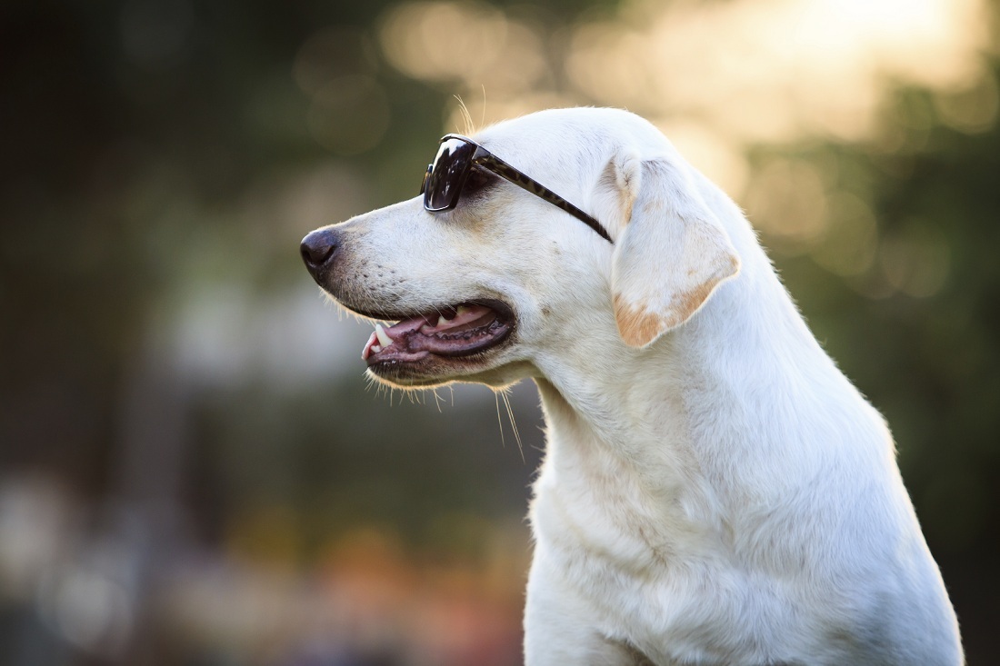 12 cuidados essenciais que é preciso ter ao levar um cachorro para passear